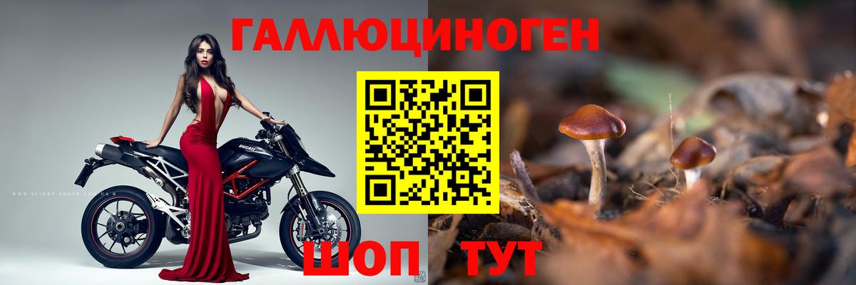 Псилоцибиновые грибы Psilocybe  Псилоцибиновые грибы GOLDEN TEACHER  Щёлково  Вход с VPN 